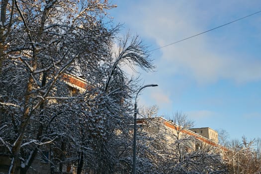 Photo snow-covered trees against a blue sky and multi-storey houses. The urban landscape.