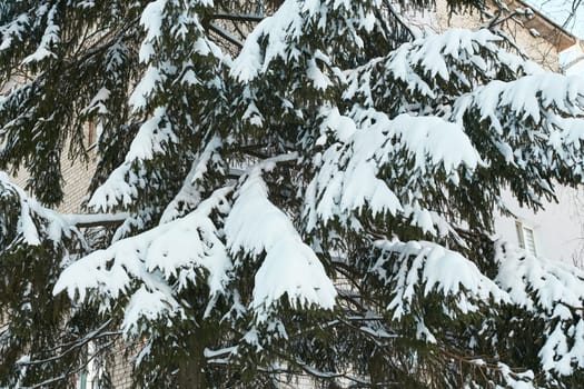 Photo in winter, spruce branches in white snow. Plants in the cold. Bad weather. Snowstorm.