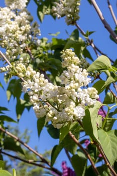 White lilac flowers among green leaves close up