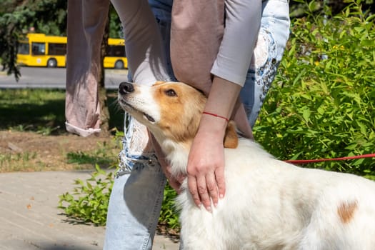 Hand stroking the dog against a background of white flowers