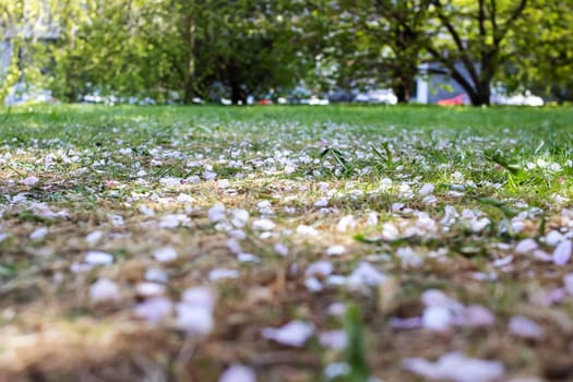 White sakura petals on green grass close up