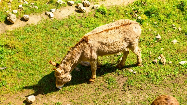 Donkey eating grass, Corsica Island, France