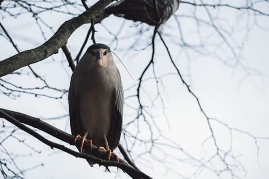 A majestic hawk perched on a branch, surveying the vast sky above, its beak poised for prey in the midst of the wild outdoors