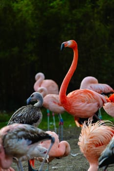Group birds of pink african flamingos walking in the water with green grasses background