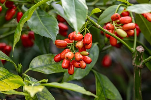 A close-up view of a Cornelian Cherry