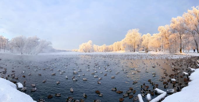 Winter snowy park landscape . the screensaver is winter . a snowy picture . the cover photo . frost