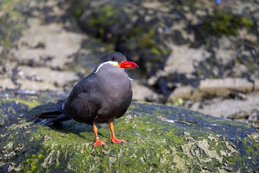 This image captures the unique appearance of an Inca Tern, showcasing its glossy black feathers, vibrant red beak, and characteristic white facial plumes.