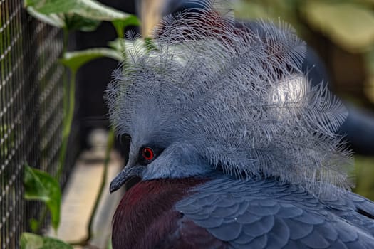 A close-up view of a Western Crowned Pigeon showcasing its intricate feather details and vibrant red eyes.