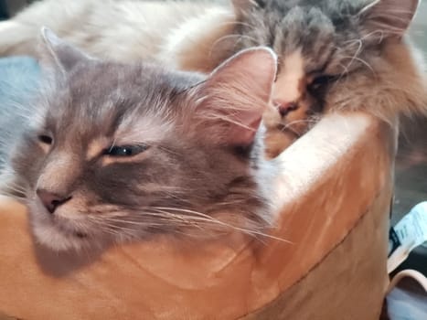 View of Ragamuffin and Medium-haired Grey Cats Resting in a Cat Bed