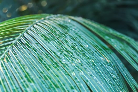 Dark green palm leaves wet from morning dew and rain