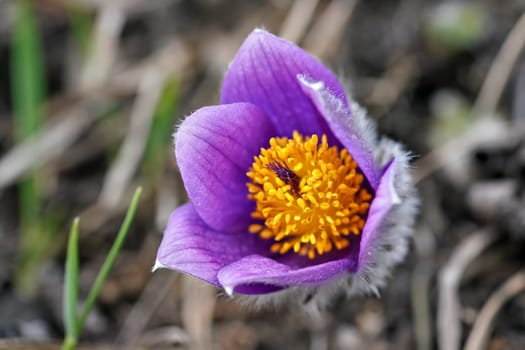 Purple greater pasque flower - Pulsatilla grandis - with bright yellow center growing in dry grass, close up macro detail