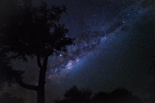 Night sky with Milkyway galaxy over tree silhouettes, as seen from Madagascar coast