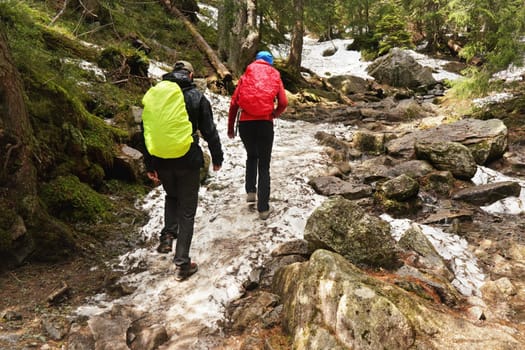 Two hikers wearing jackets cevered with rain coats, walking in forest, snow covered stones and roots on ground, trees at background, view from behind