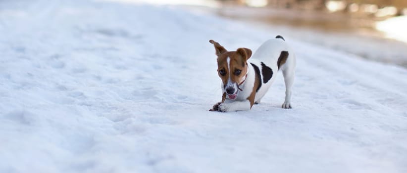 Small Jack Russell terrier walking on melting snow, holding wooden stick in her mouth on a sunny spring day
