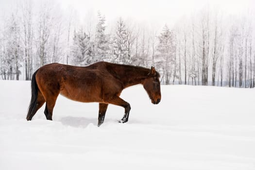 Dark brown horse on snow covered field, blurred trees in background, view from side