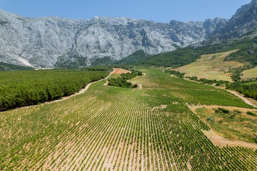Vineyards in Croatia offer wine enthusiasts opportunity to taste and learn about local varieties.