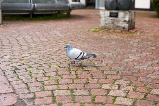 Urban Pigeon on Pavement Walkway. Witness the simplicity of urban life with this image capturing a pigeon leisurely strolling along a tiled pavement walkway. The photograph beautifully showcases the graceful movement of the bird on the well-paved path, adding a touch of tranquility to the urban environment.