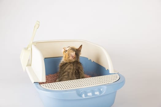 Highlight feline hygiene and care through an isolated cat within plastic litter toilet box or sandbox displayed on white background. educational image illuminates clean well-maintained environment.