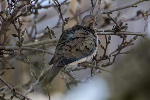 View of a Mourning Dove Sitting in a Bare Magnolia Tree During a Cold Winter Day