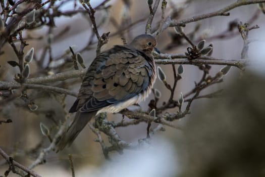 View of a Mourning Dove Sitting in a Bare Magnolia Tree During a Cold Winter Day