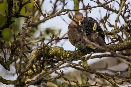 View of a Mourning Dove Sitting in a Bare Magnolia Tree During a Cold Winter Day