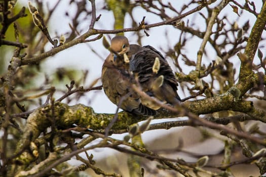 View of a Mourning Dove Sitting in a Bare Magnolia Tree During a Cold Winter Day