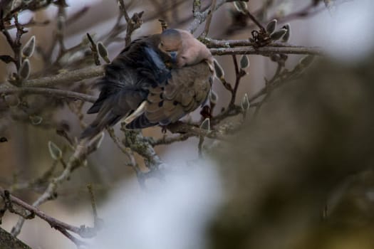 View of a Mourning Dove Sitting in a Bare Magnolia Tree During a Cold Winter Day