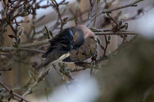 View of a Mourning Dove Sitting in a Bare Magnolia Tree During a Cold Winter Day
