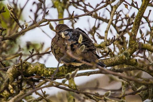 View of a Mourning Dove Sitting in a Bare Magnolia Tree During a Cold Winter Day