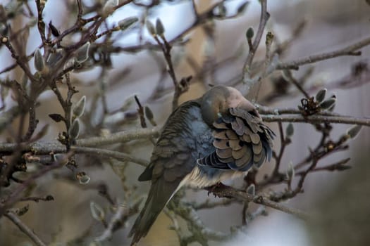 View of a Mourning Dove Sitting in a Bare Magnolia Tree During a Cold Winter Day