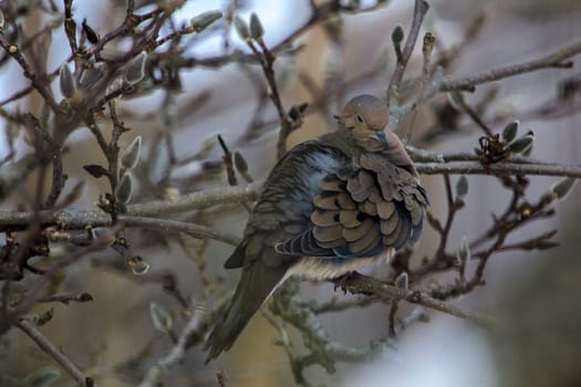 View of a Mourning Dove Sitting in a Bare Magnolia Tree During a Cold Winter Day