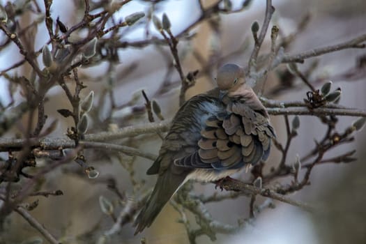 View of a Mourning Dove Sitting in a Bare Magnolia Tree During a Cold Winter Day