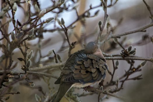 View of a Mourning Dove Sitting in a Bare Magnolia Tree During a Cold Winter Day