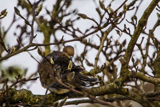 View of a Mourning Dove Sitting in a Bare Magnolia Tree During a Cold Winter Day