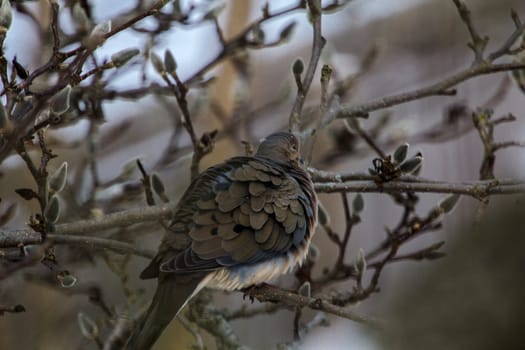 View of a Mourning Dove Sitting in a Bare Magnolia Tree During a Cold Winter Day