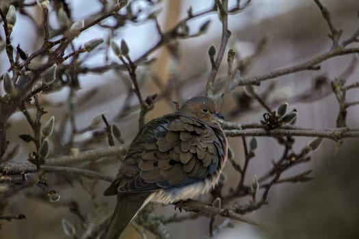 View of a Mourning Dove Sitting in a Bare Magnolia Tree During a Cold Winter Day