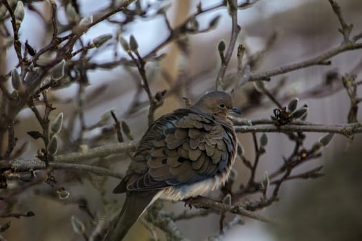 View of a Mourning Dove Sitting in a Bare Magnolia Tree During a Cold Winter Day