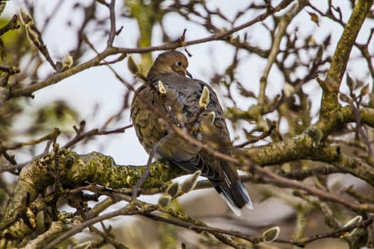View of a Mourning Dove Sitting in a Bare Magnolia Tree During a Cold Winter Day