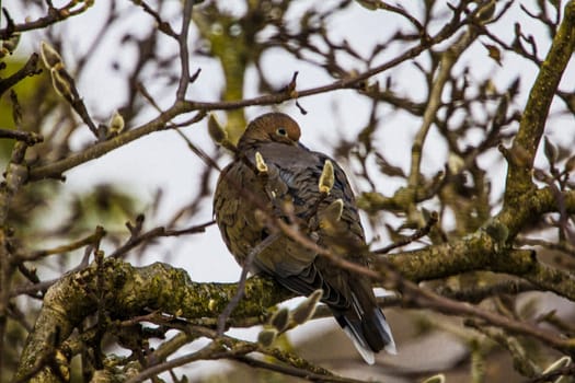 View of a Mourning Dove Sitting in a Bare Magnolia Tree During a Cold Winter Day