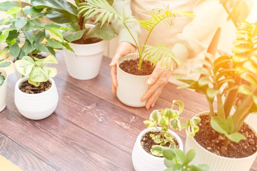 Home gardening, hobby, freelancing, cozy workplace. Grandmother gardener housewife in an apron holds a pot of Chamaedorea elegans in her hands.