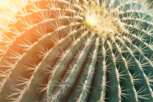 thorn cactus texture background. Golden barrel cactus, golden ball or mother-in-law's cushion Echinocactus grusonii is a species of barrel cactus which is endemic to east-central Mexico.