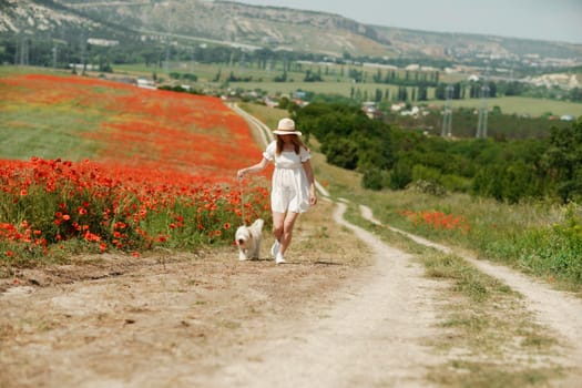 woman with dog. Happy woman walking with white dog the road along a blooming poppy field on a sunny day, She is wearing a white dress and a hat. On a walk with dog.