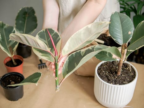 Transplanting of ficus elastica tineke cuttings. Female hand transplant plant variegated rubber tree sprouts or stem cutting in soil