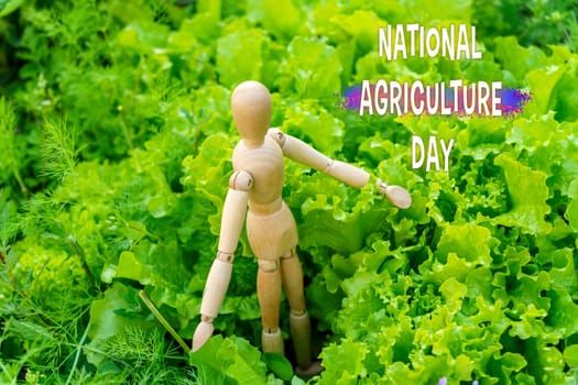 Wooden mannequin stands surrounded by lush green lettuce, symbolizing growth and cultivation in honor of National Agriculture Day.