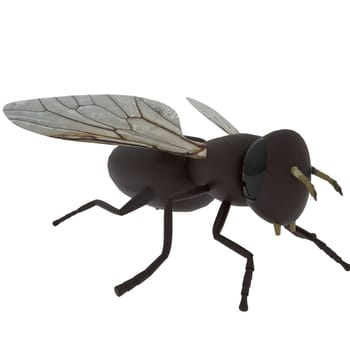 Fly isolated on white background. High quality 3d illustration