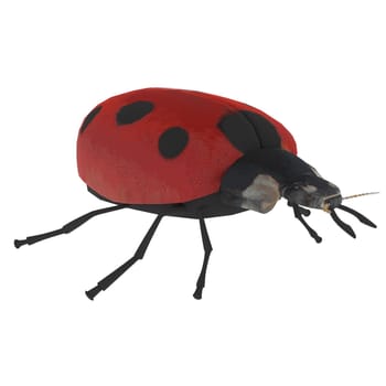 Ladybird isolated on white background. High quality 3d illustration