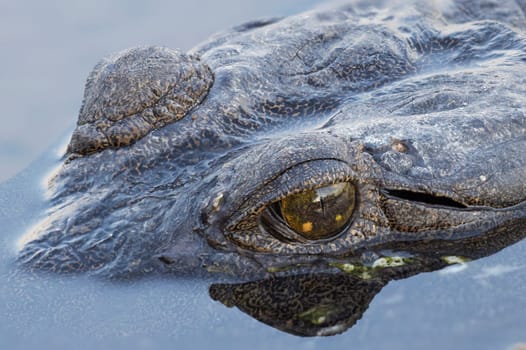 Portrait shot of a wild freshie croc in the water, with a focus on its wet scales and eye with reflection in water.