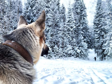 Dog German Shepherd in forest or in park in a winter day and white snow arround. Waiting eastern European dog veo and white snow