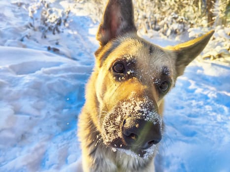 Portrait and muzzle of Dog German Shepherd and black nose with snow in winter sunny day. Russian eastern European dog veo and partial focus