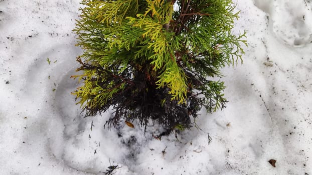 Little sick thuja cypress. Evergreen tree in the yard in early spring or winter with dead black branches. Plants in the garden after winter